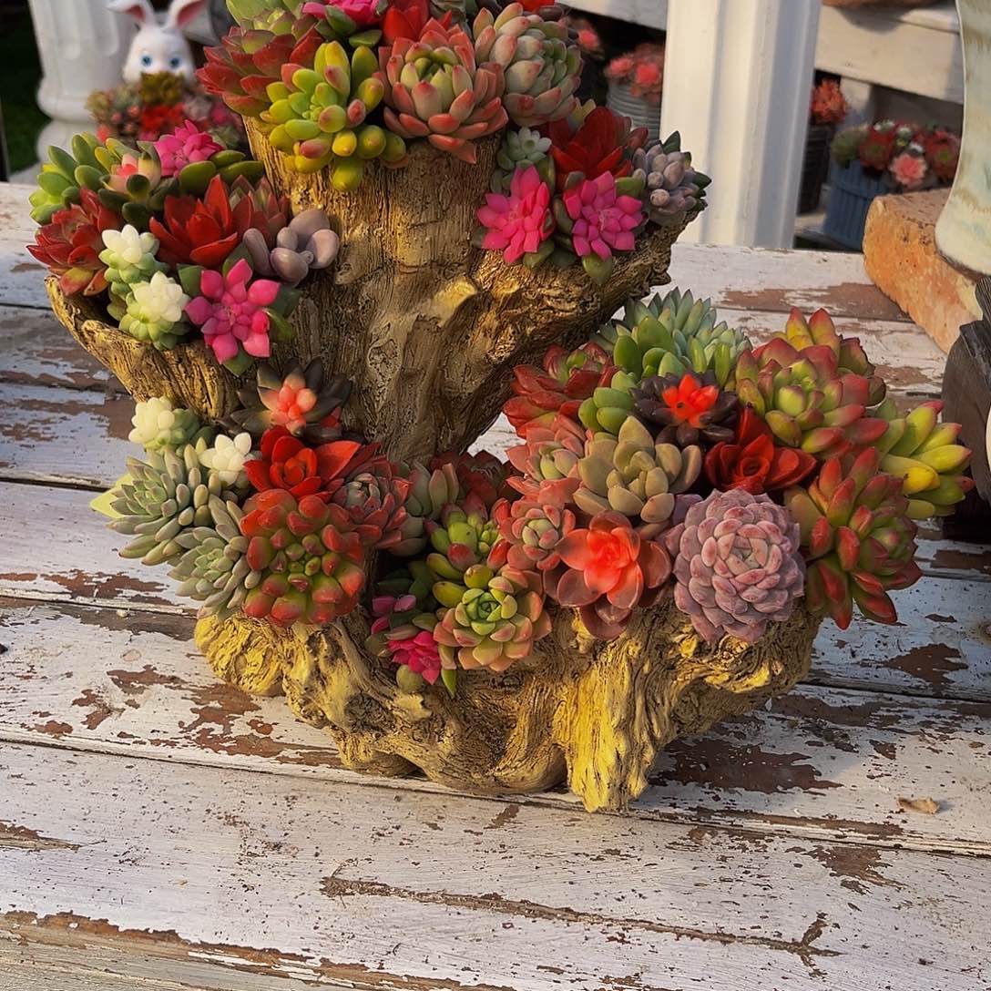 花果山多肉植物盆景