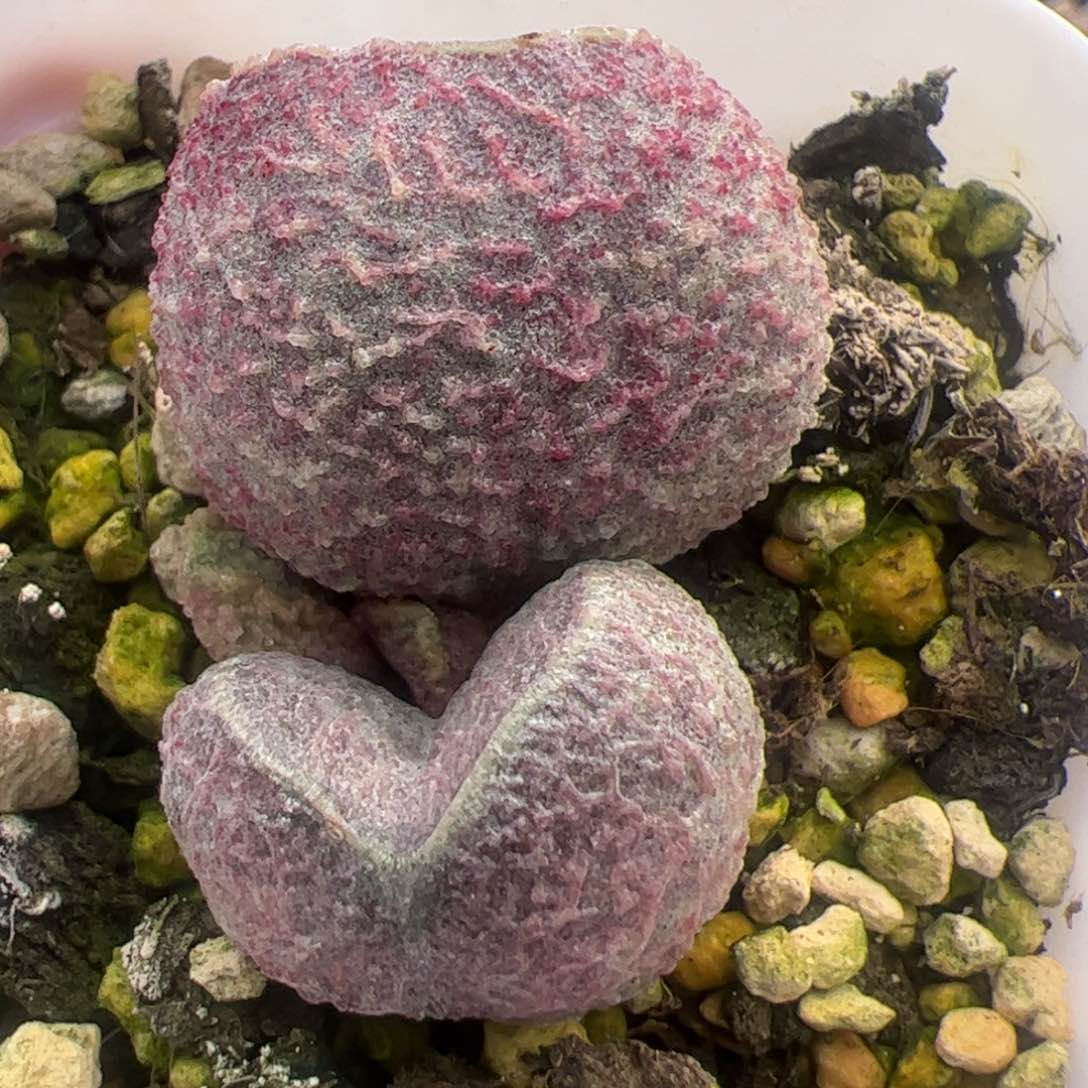 哈莫猪肝多肉植物水泡