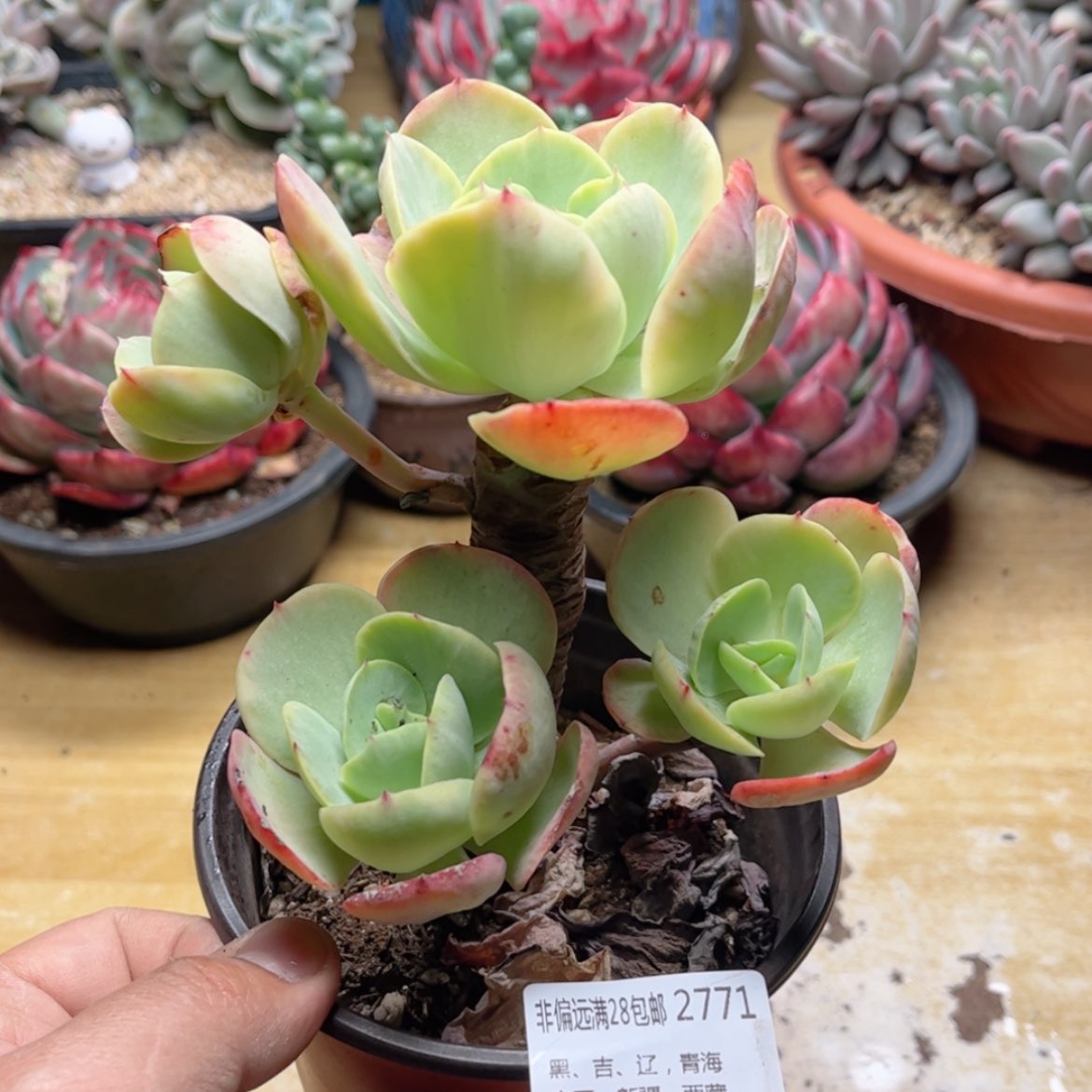 【闪购商品】2771碧桃锦