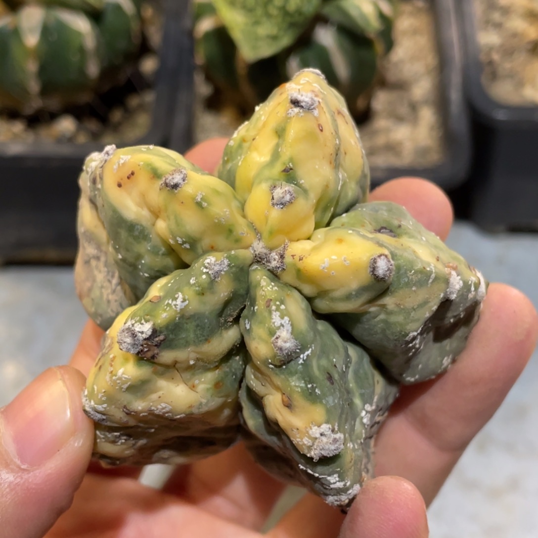 无花朵009 仙人球开花仙人球