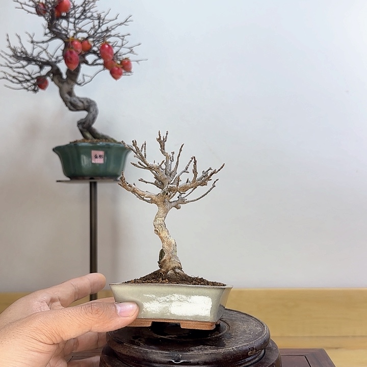 木本唐枫盆栽盆栽