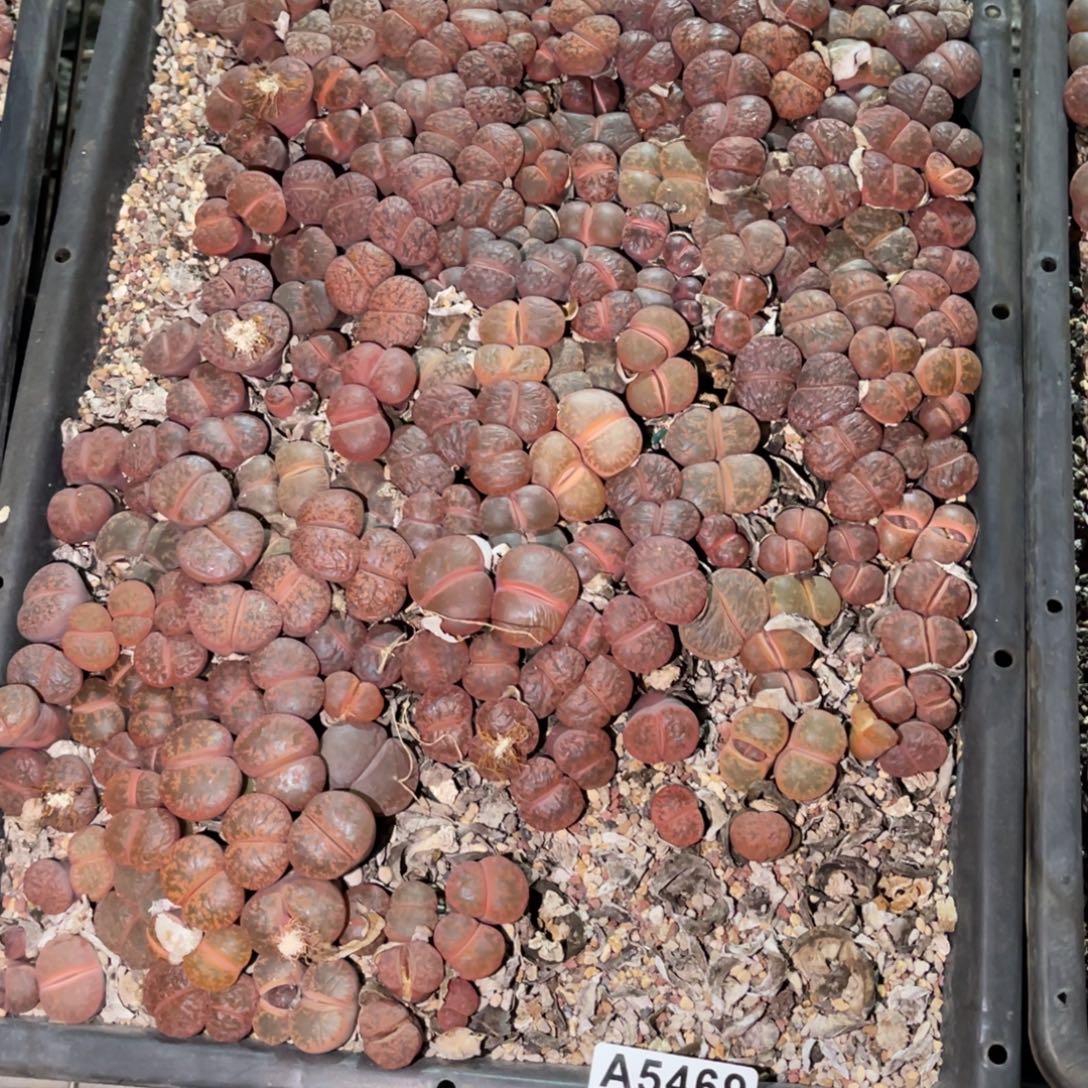 *****5469福利筐1不售后