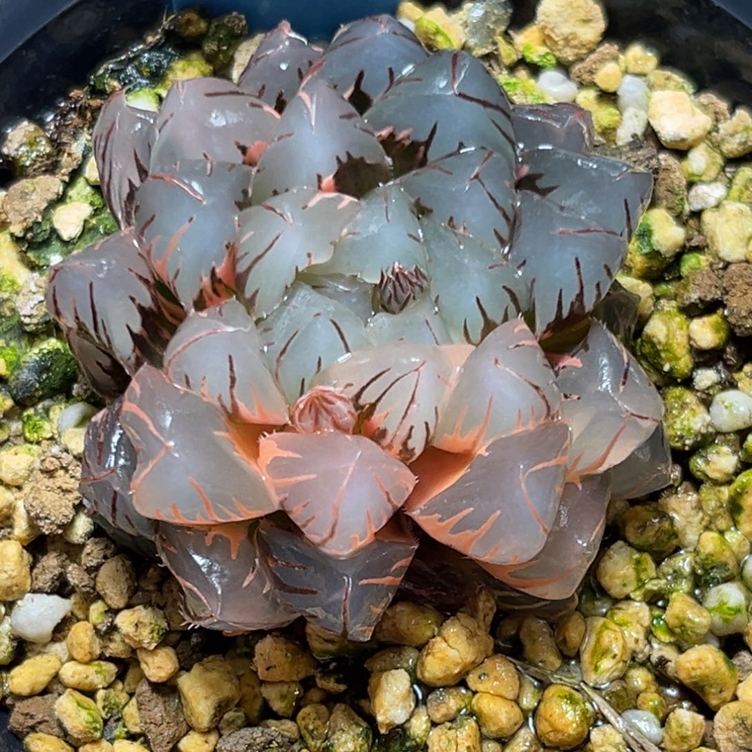 恭喜发财大吉大利949