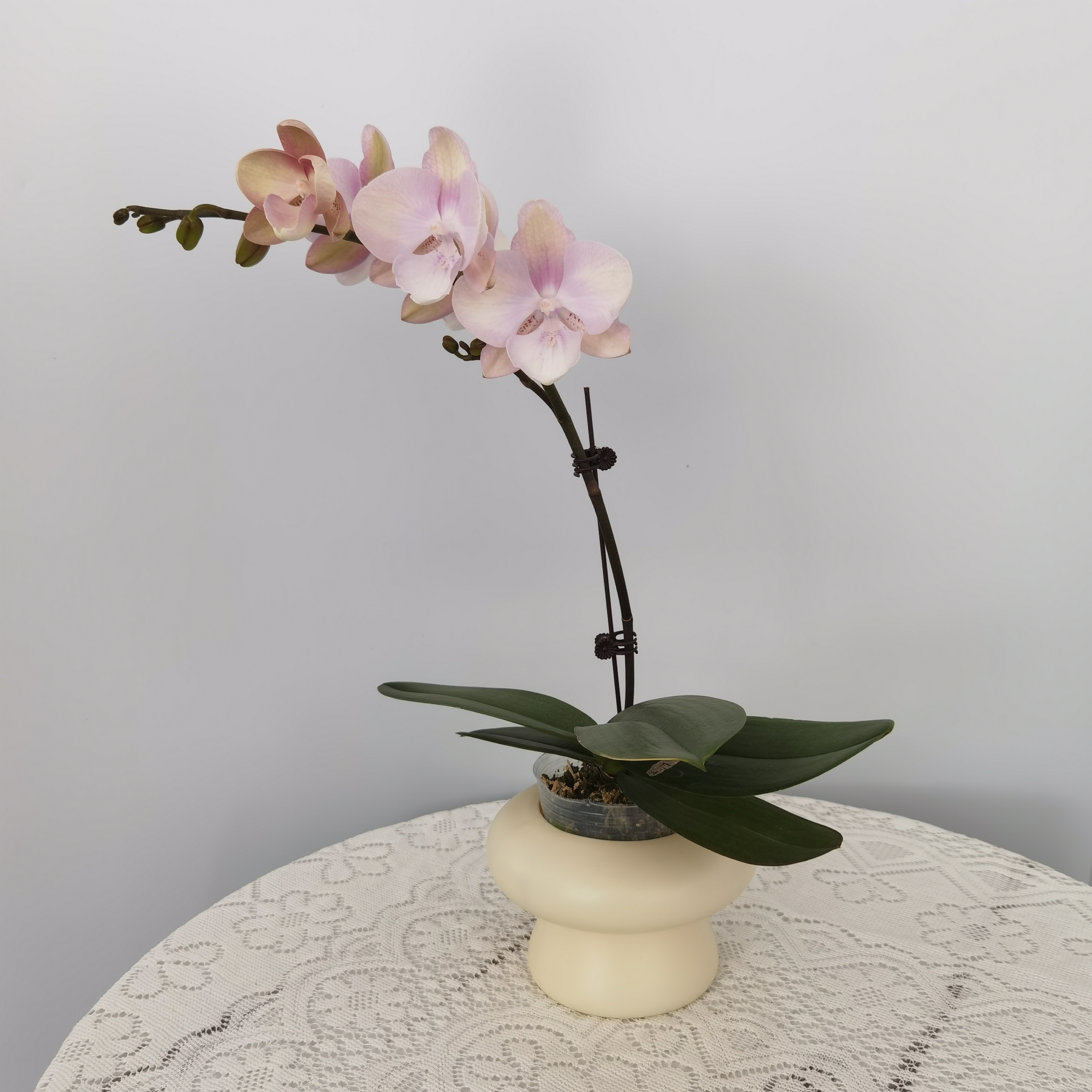 蝴蝶兰【威尼斯】欧品花室内观赏花卉盆栽开花带花苞好养花期长