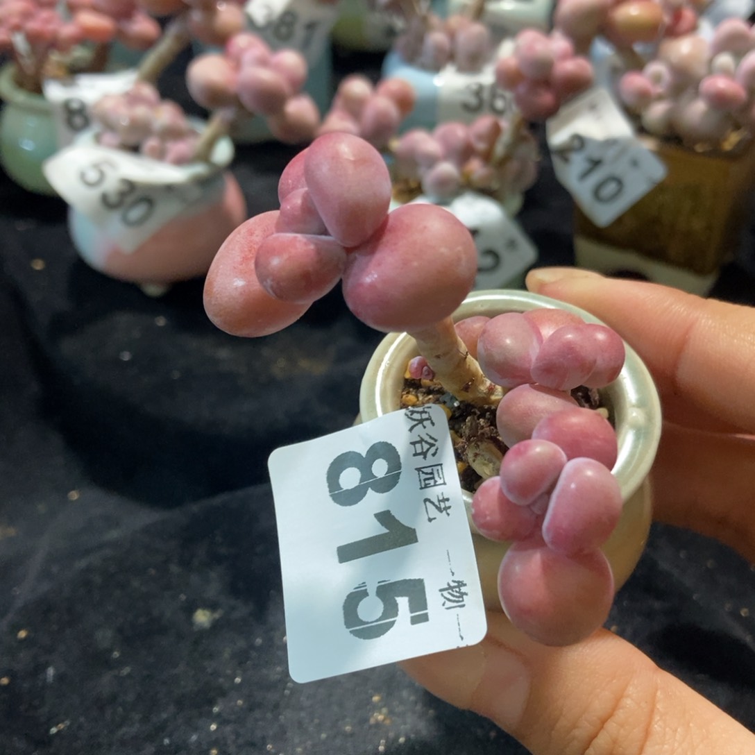 815糖果腰子蛋带盆土