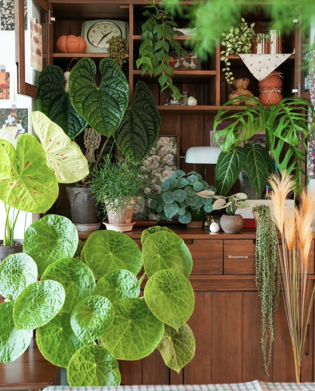 福寿爬藤系列专用一物一拍室内养护秋海棠合集（轻微叶损不售后）