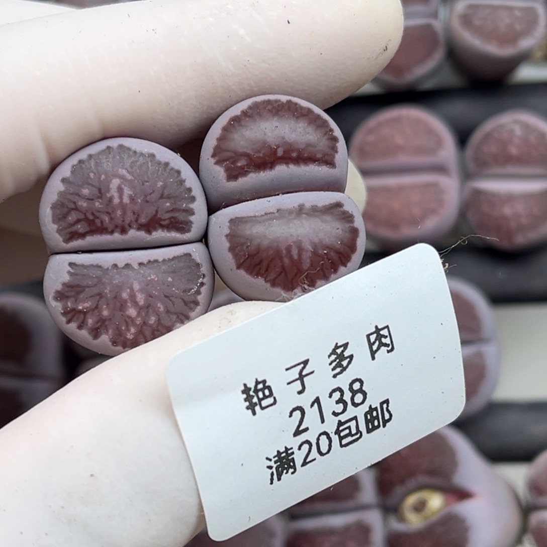 冰***s2138号两颗紫菊发货