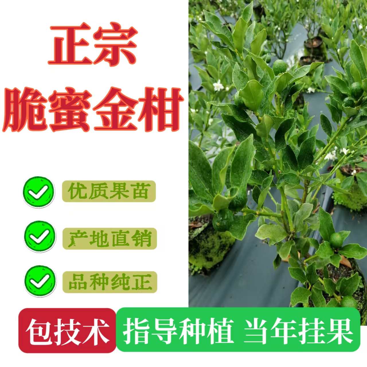 正宗脆蜜金柑盆栽四季结果二年生嫁接苗裸根包水苔