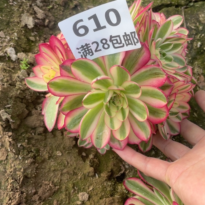 610二号棚倾城多肉