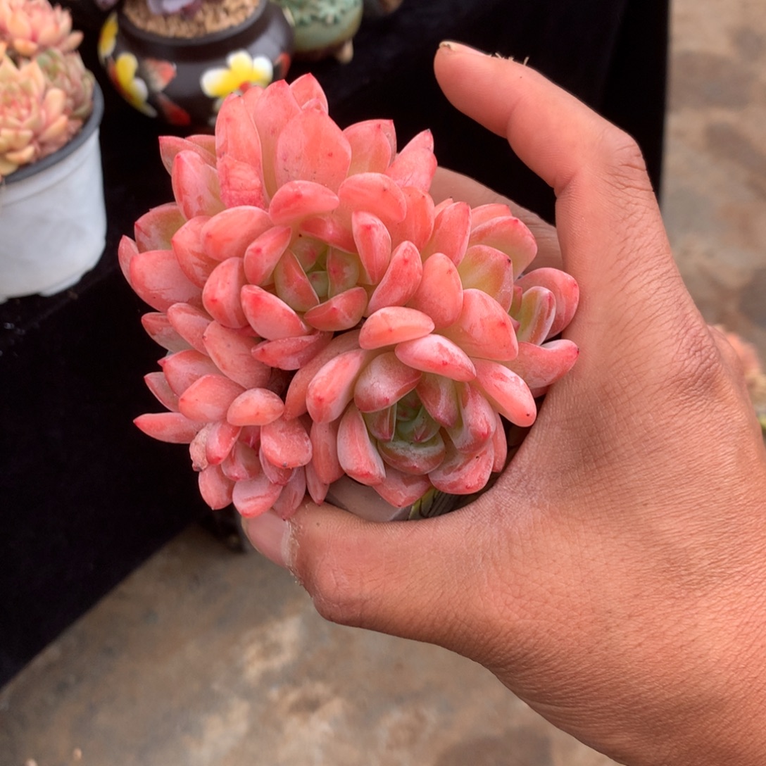 糯***谷人工关节治疗和各种手术