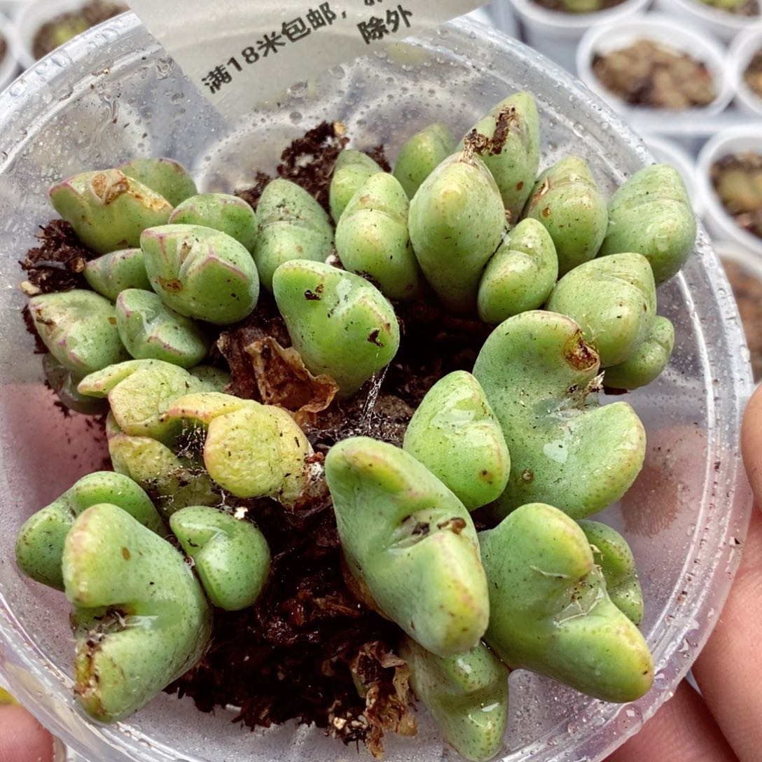 我的小姐姐们都是我的359