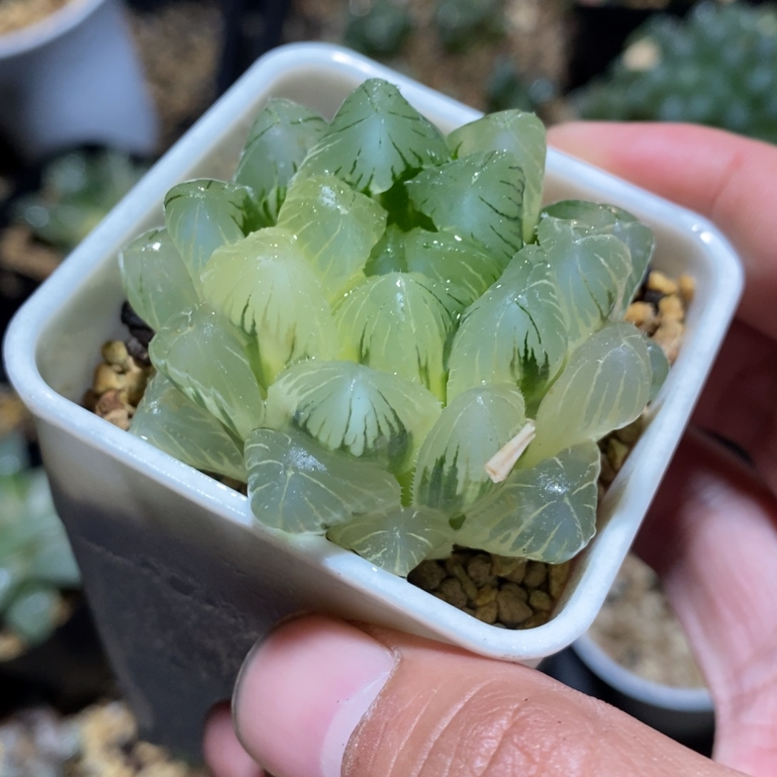 一颗实生玉露锦。  