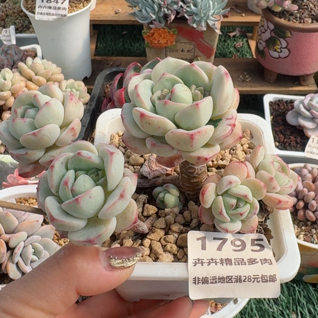 1795一物一拍（满28包邮）