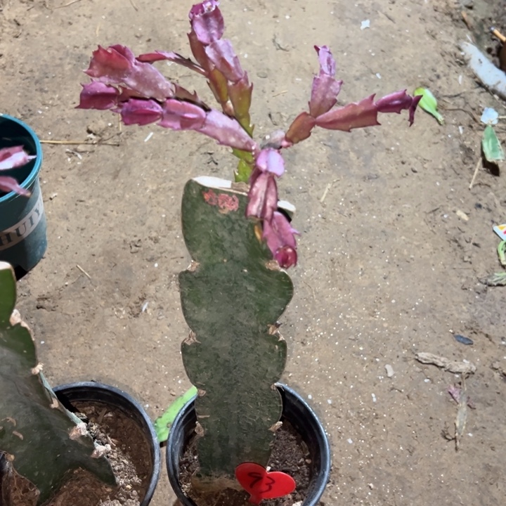 明***️当前无花栽培后可以开花太阳93