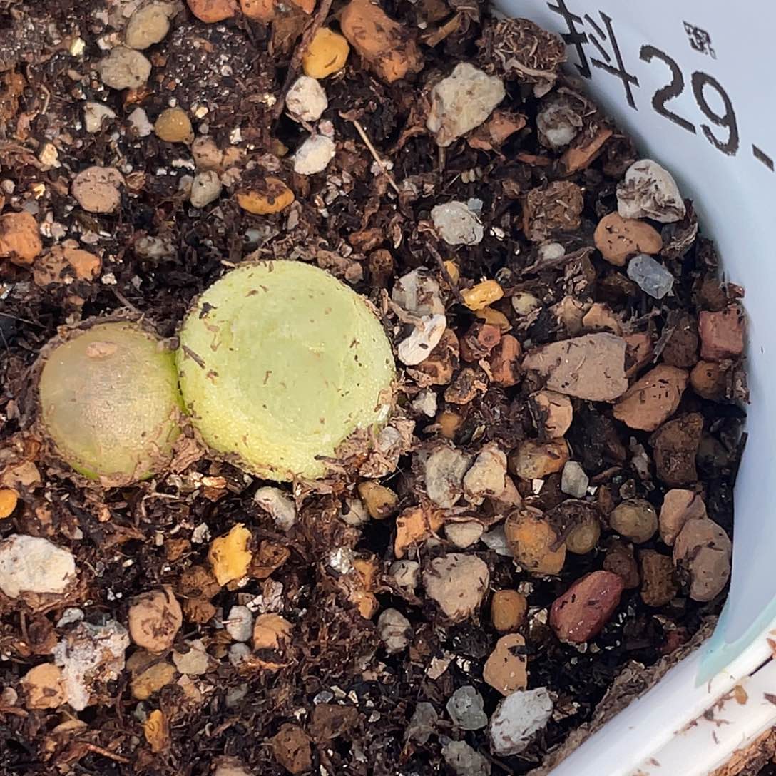 29-13拉登多肉植物