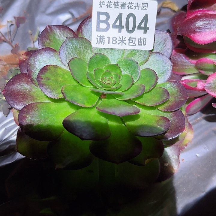 多肉法师雨菏朵朵