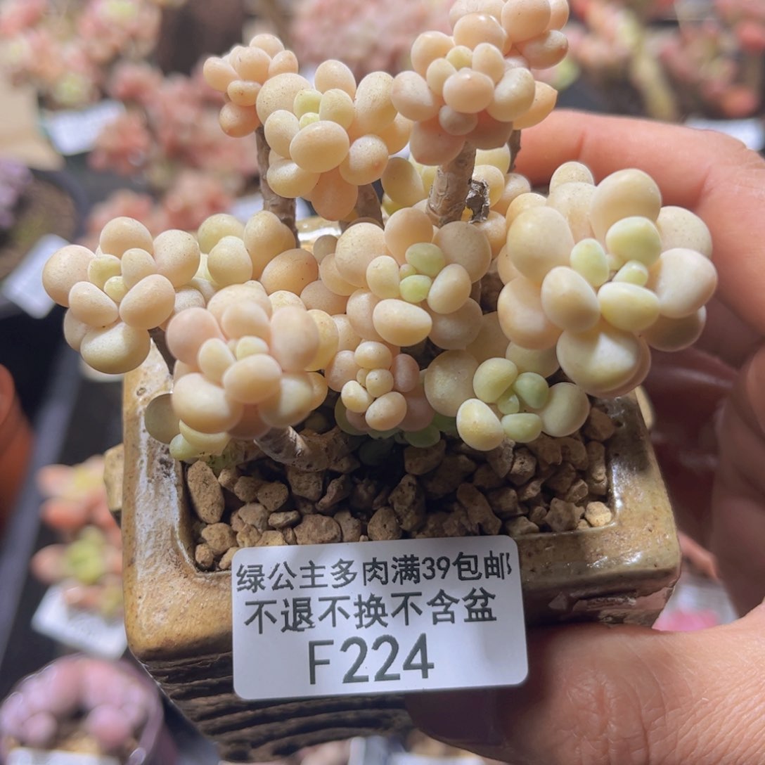 224圆叶鱼子酱9cm多肉
