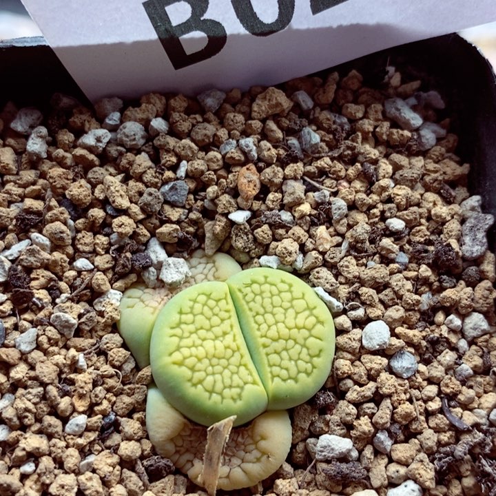 我心是很喜欢的人都024