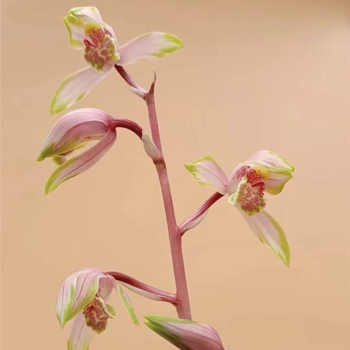 【专拍2】莲瓣兰 春剑 惠兰名品 高端兰花花开浓香 好养易活 对版