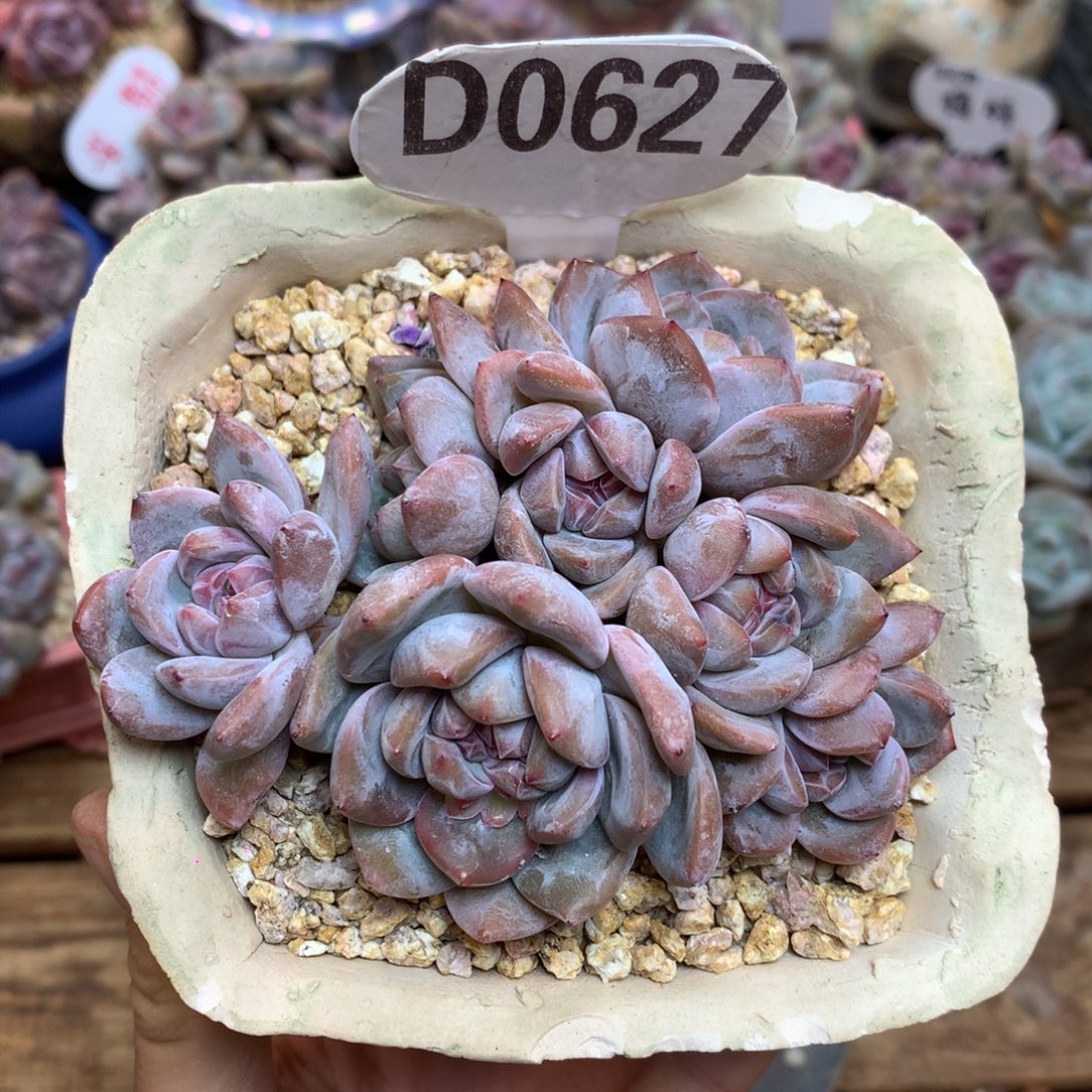 D0627 星影7头 9.5cm