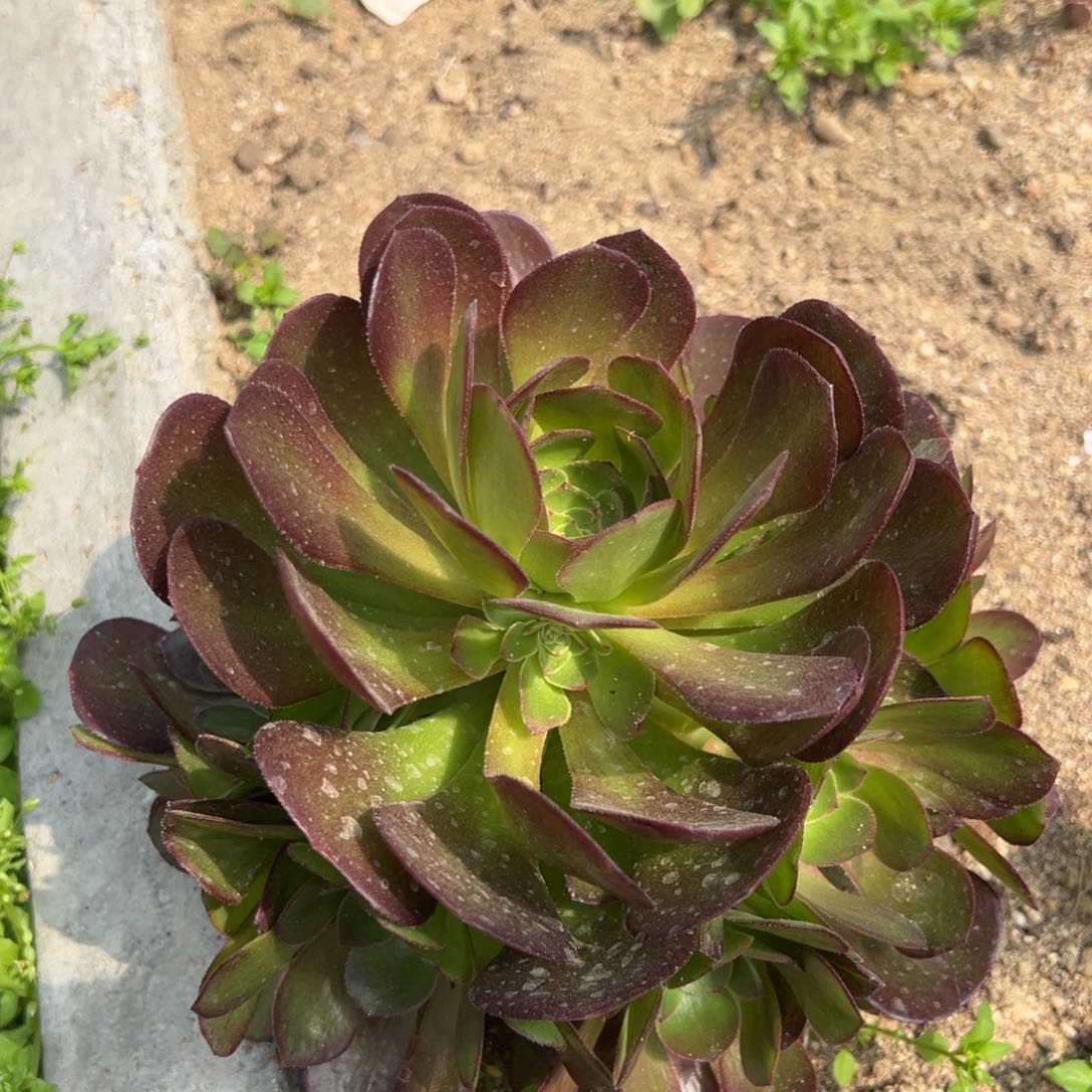 雨荷手捧多肉植物