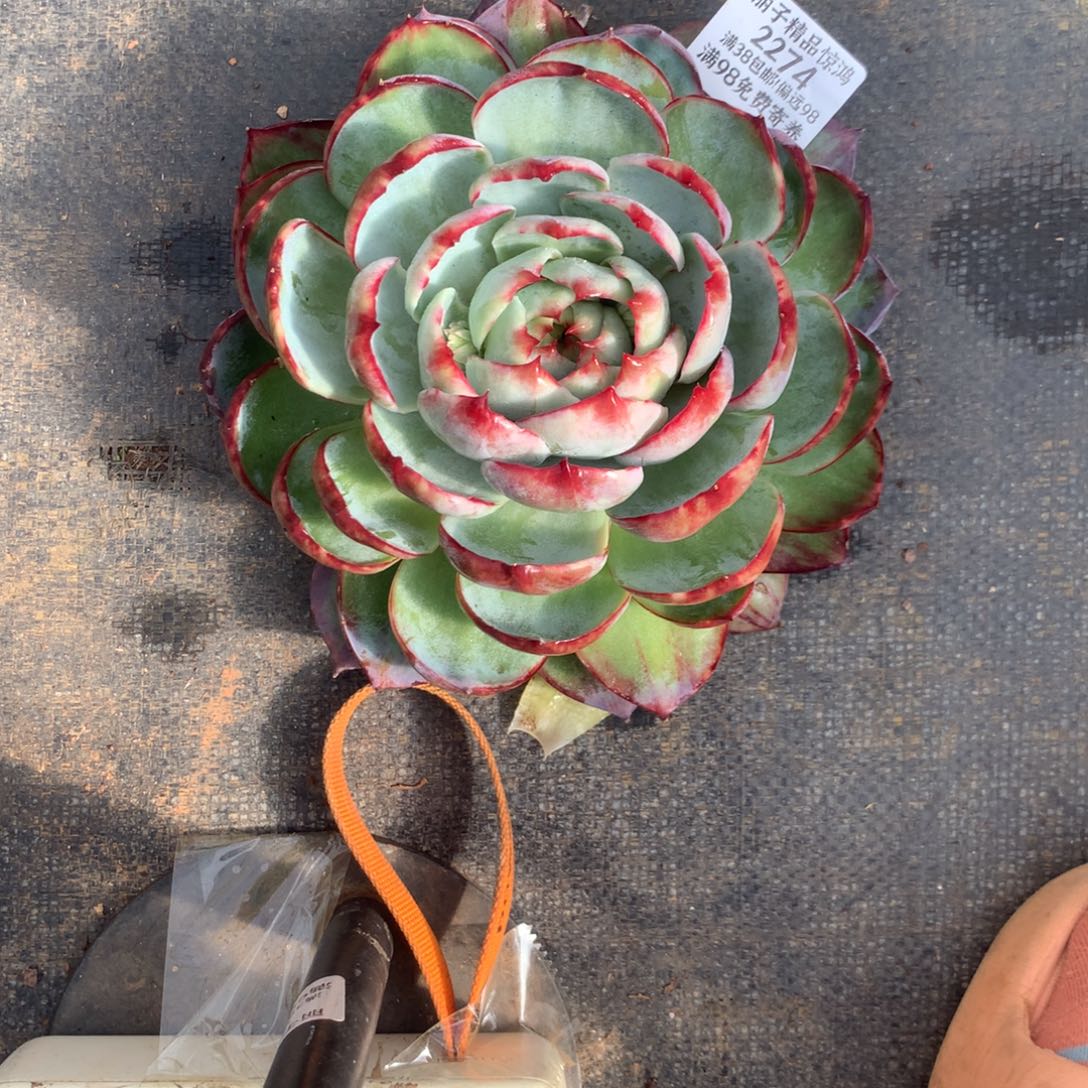 静***2274多肉植物惊鸿19厘米