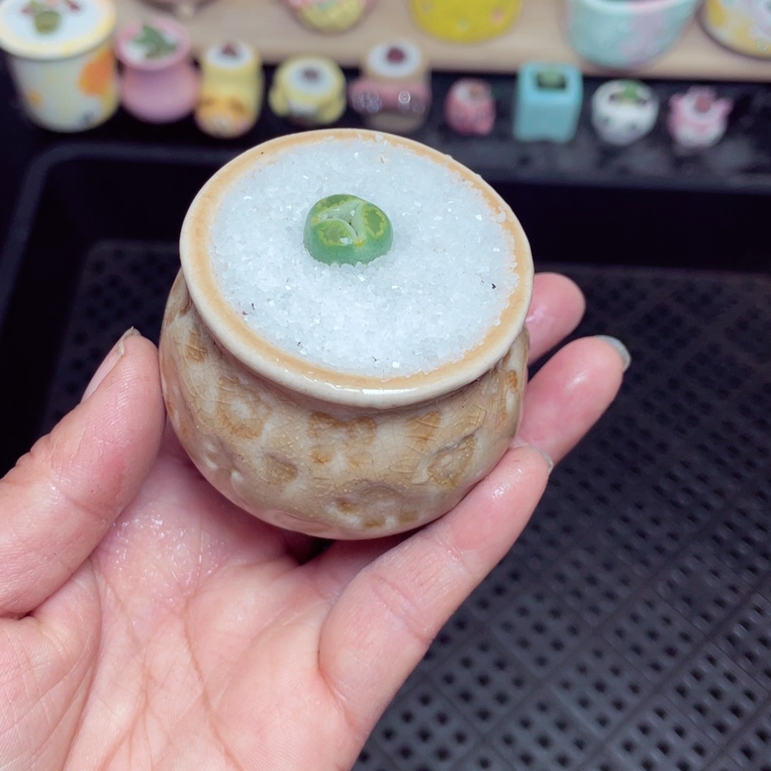 w8812 带盆土发货-零下地区拍保温箱