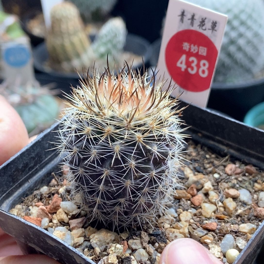 实生豪刺智利球2.9cm