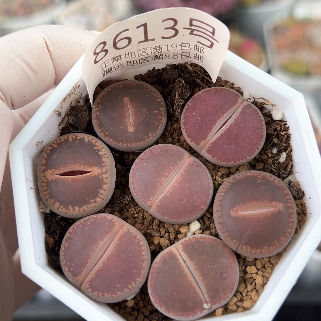 好养易活生石花大母本8613