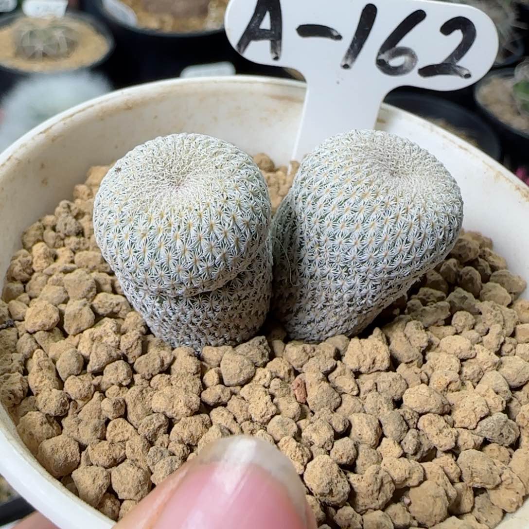 A162实生自然双头月世界多肉