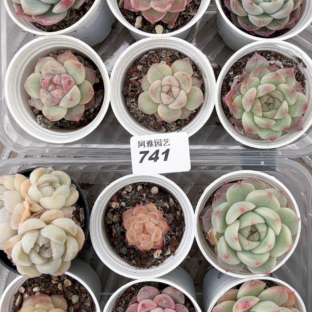 阿雅园艺。       741