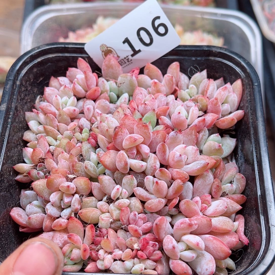 多肉植物多肉植物