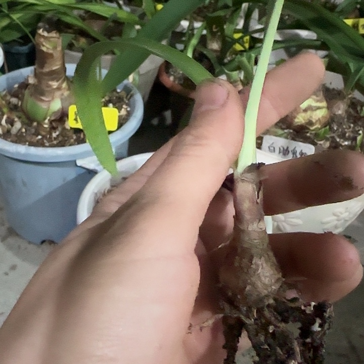 Dtk168，1.8cm，裸球发货