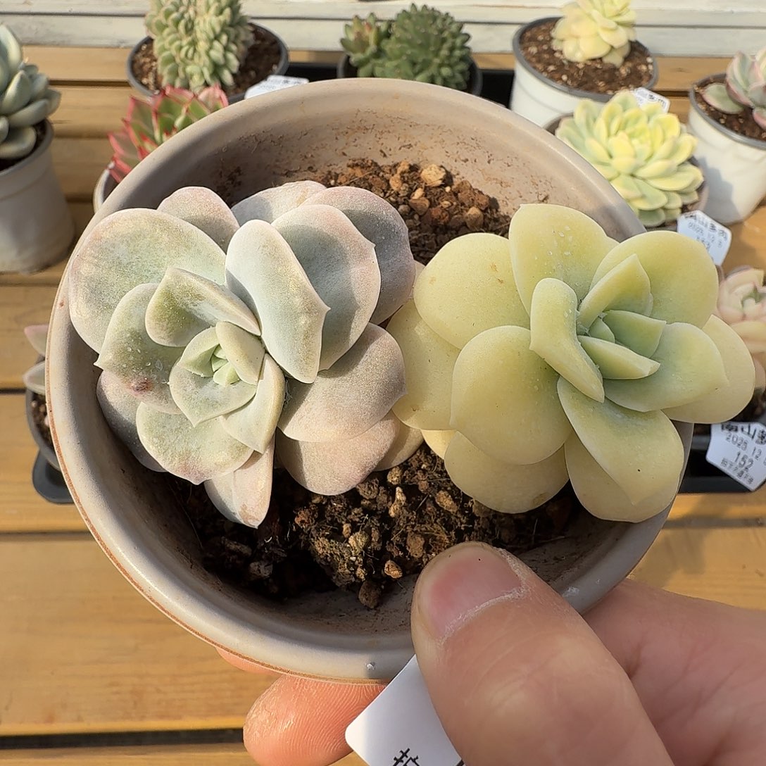 可爱玫瑰锦111125-155