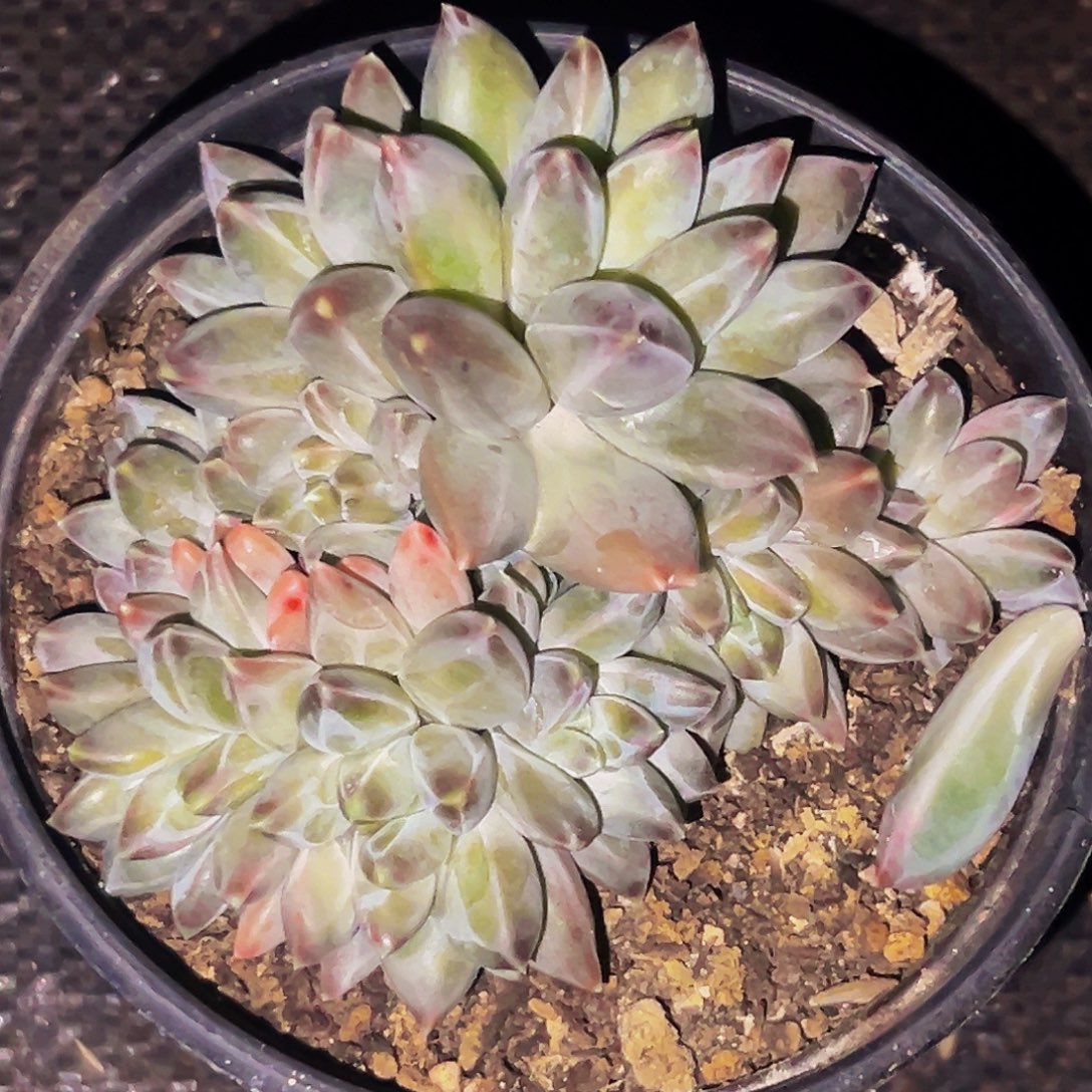 桔云多肉美人精品系列