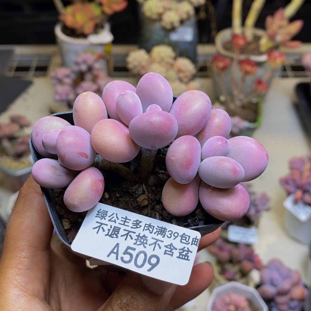 509腰子桃蛋多肉6c m