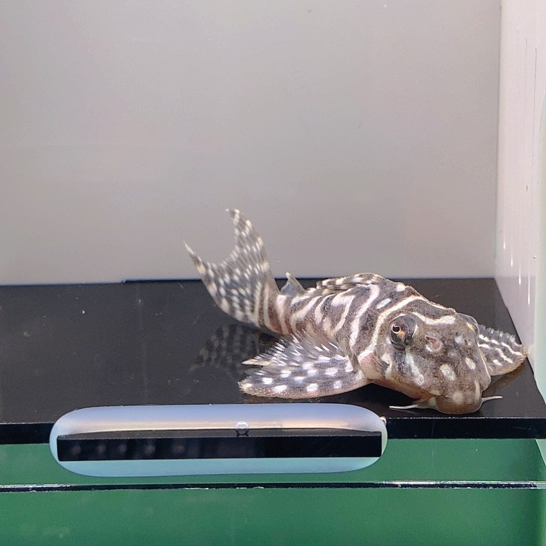 清道夫鱼皇室异型35号