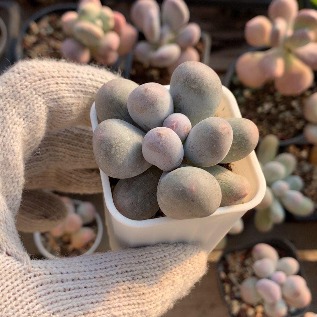 鱼***鱼米可奶酪多肉哈哈哈