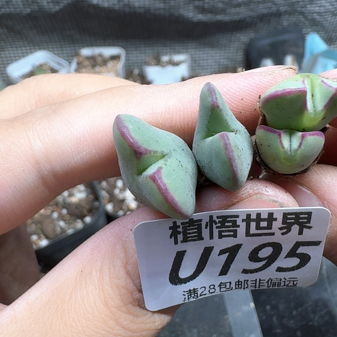 多肉植物的人生rghh