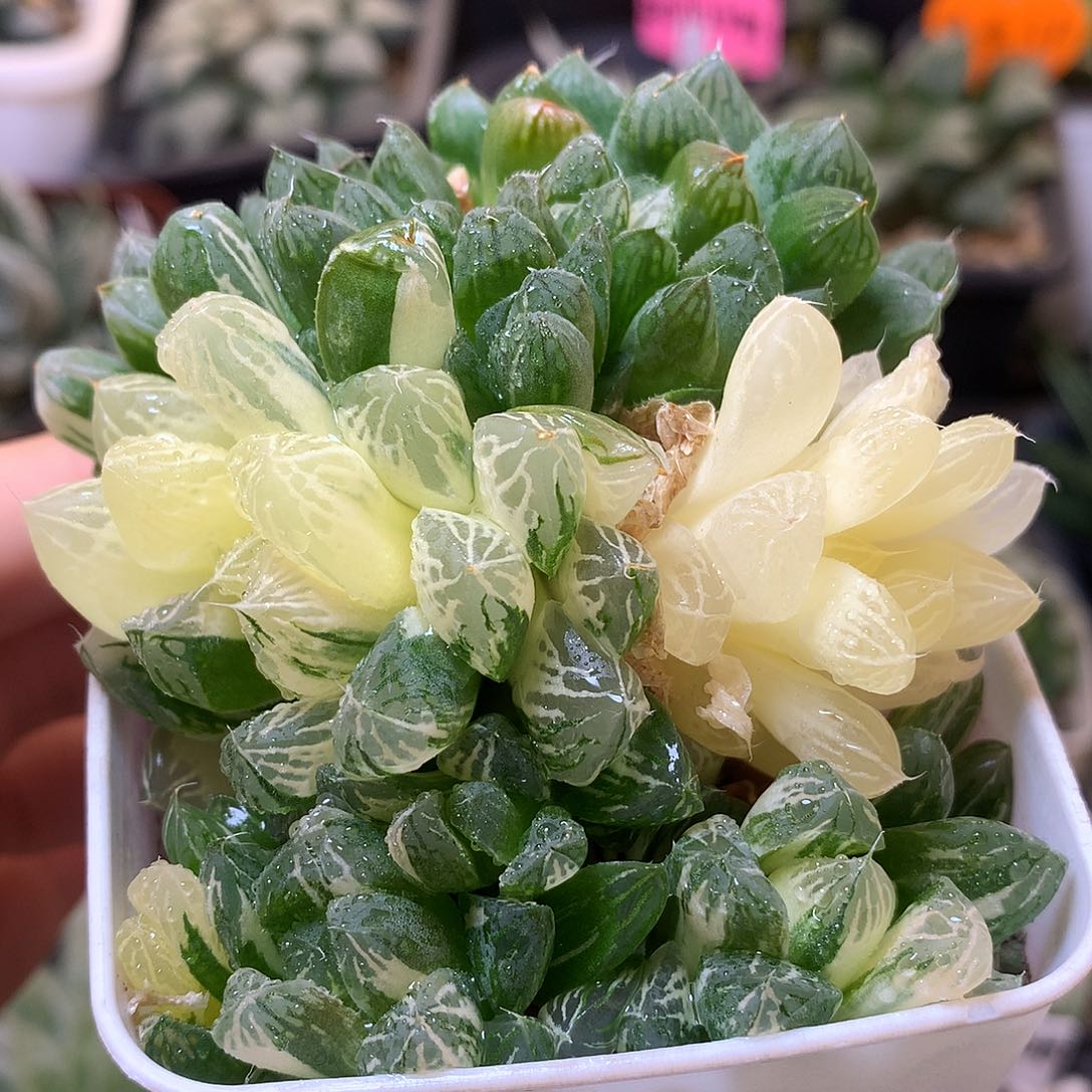 苏州玉露锦带盆土发货
