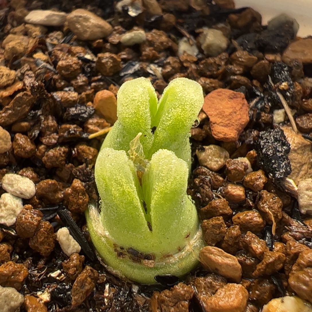 024多肉植物百科