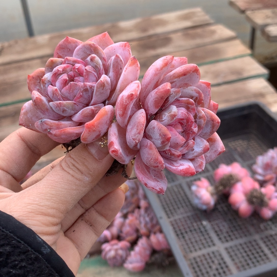 石榴籽哈哈哈哈哈哈哈哈哈哈