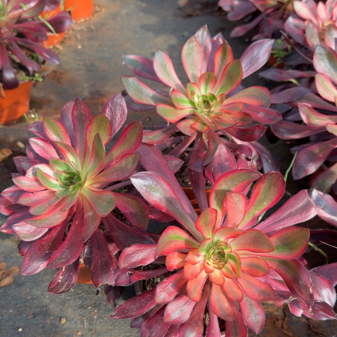 巫毒红拉丝多肉植物