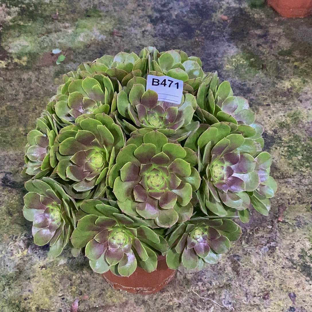 万圣节多肉植物471