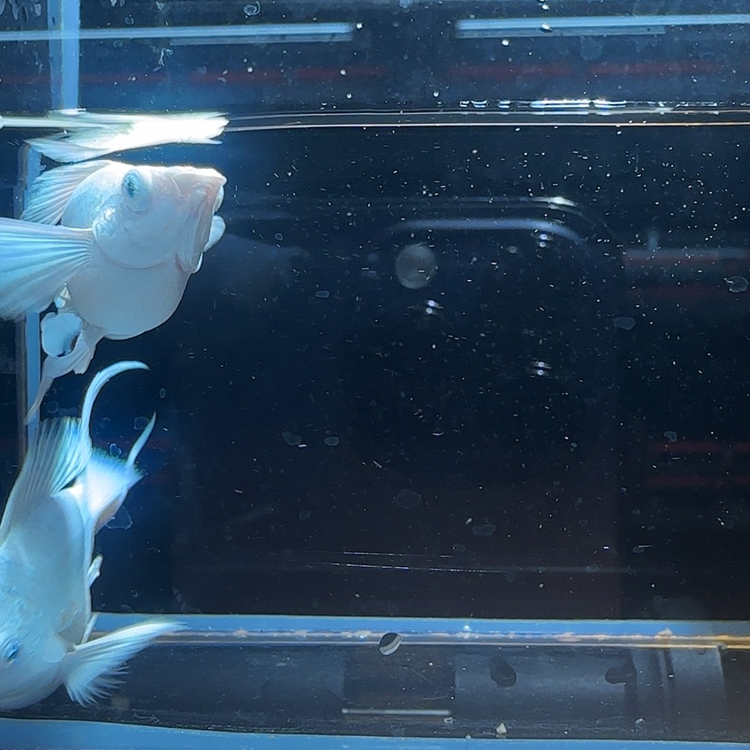 孔雀鱼关注主播可以竞拍