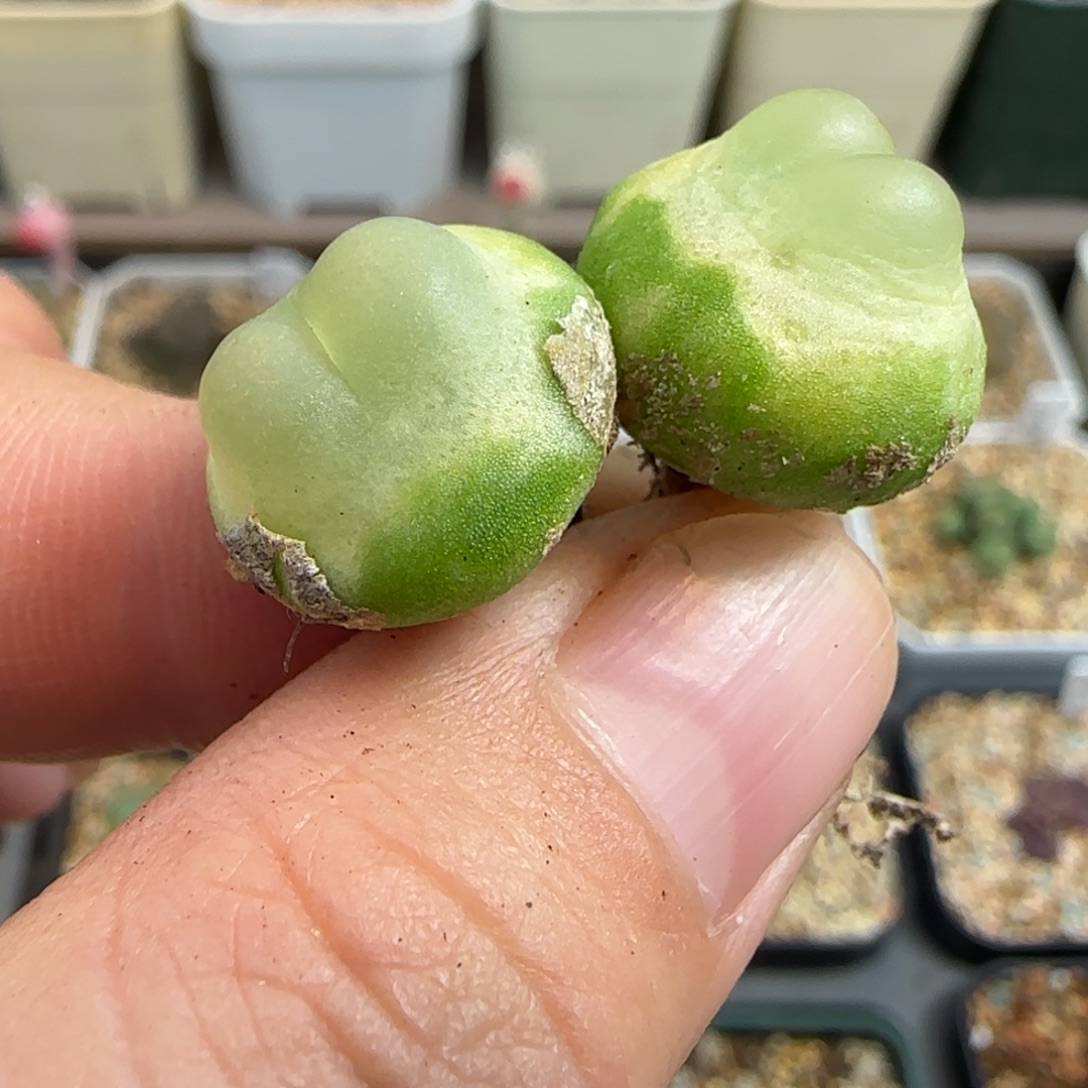 R***！多肉植物四年拉登163号