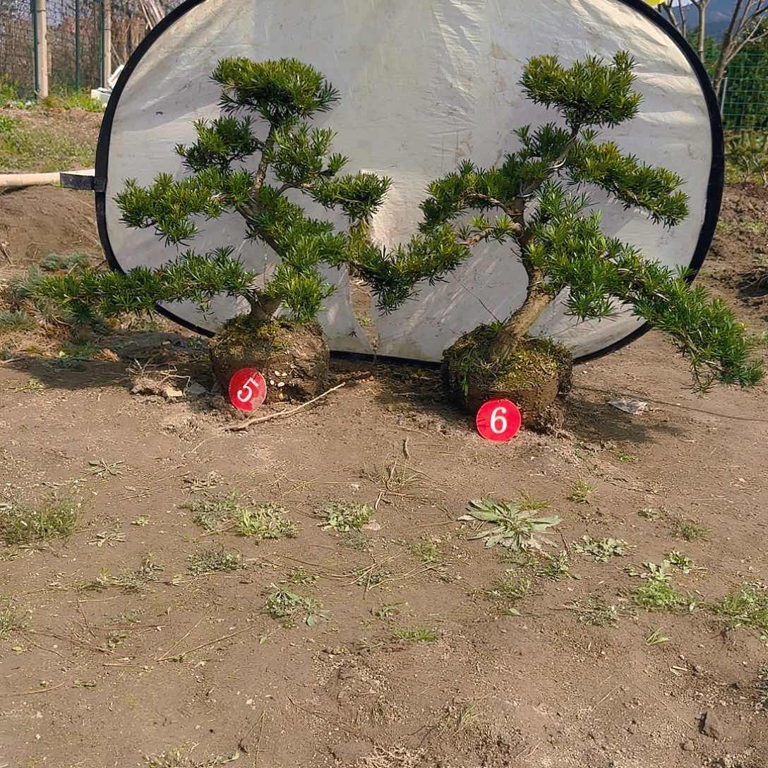 罗汉松盆景艺术春**意