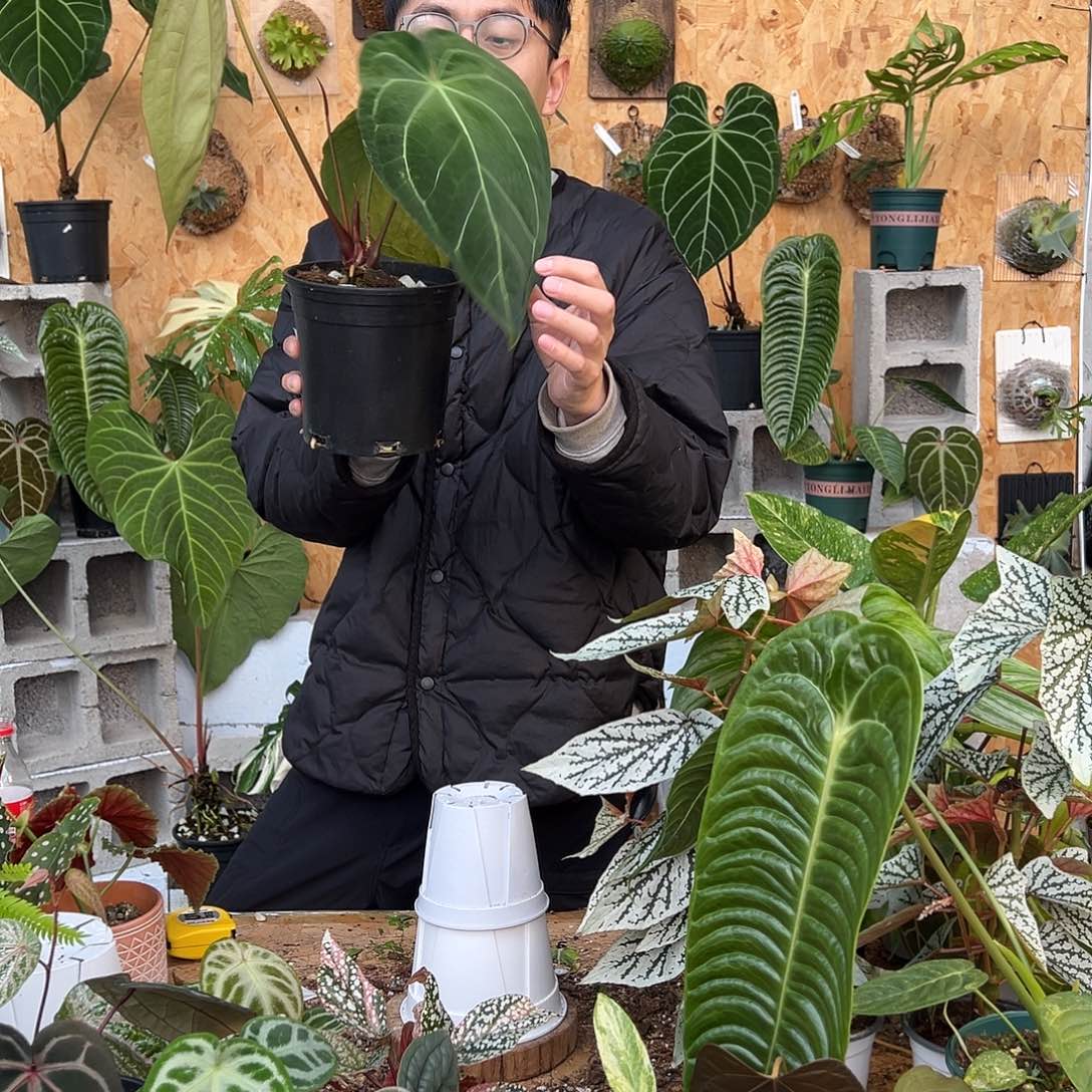 完全开放C26老桩花烛