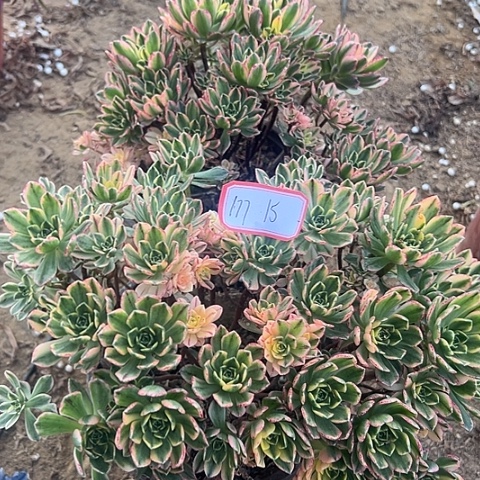 多肉植物甜茶177