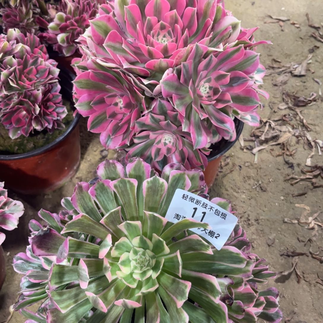 11两颗多肉植物法师